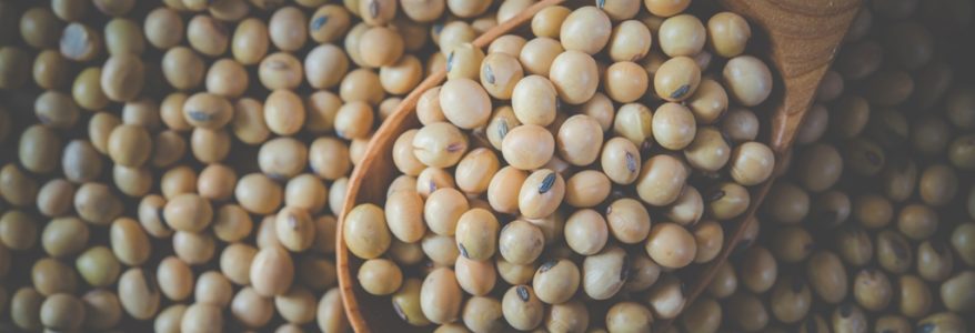 10 FAKTA MENARIK MENGENAI KACANG SOYA 10 FAKTA MENARIK MENGENAI KACANG SOYA