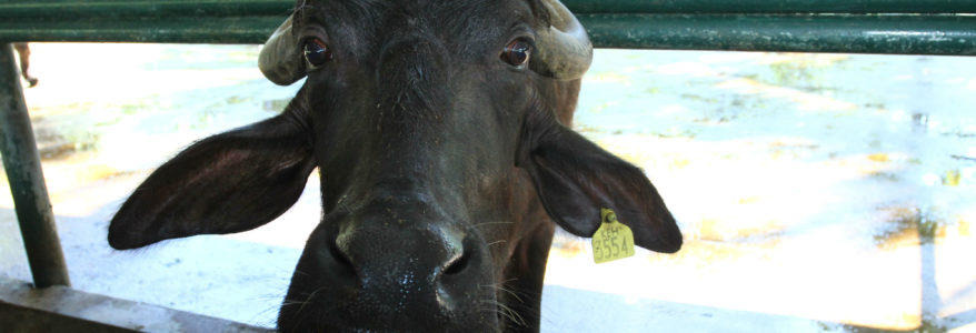 BUFFALO PARK – LANGKAWI BUFFALO PARK – LANGKAWI
