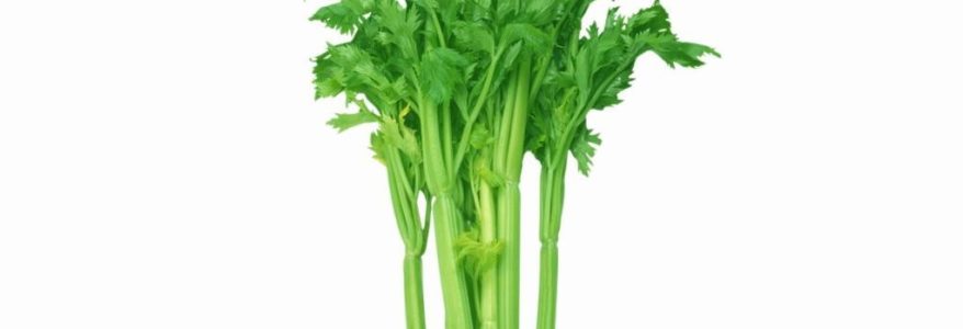 DAUN KETUMBAR VS DAUN SUP DAUN KETUMBAR VS DAUN SUP